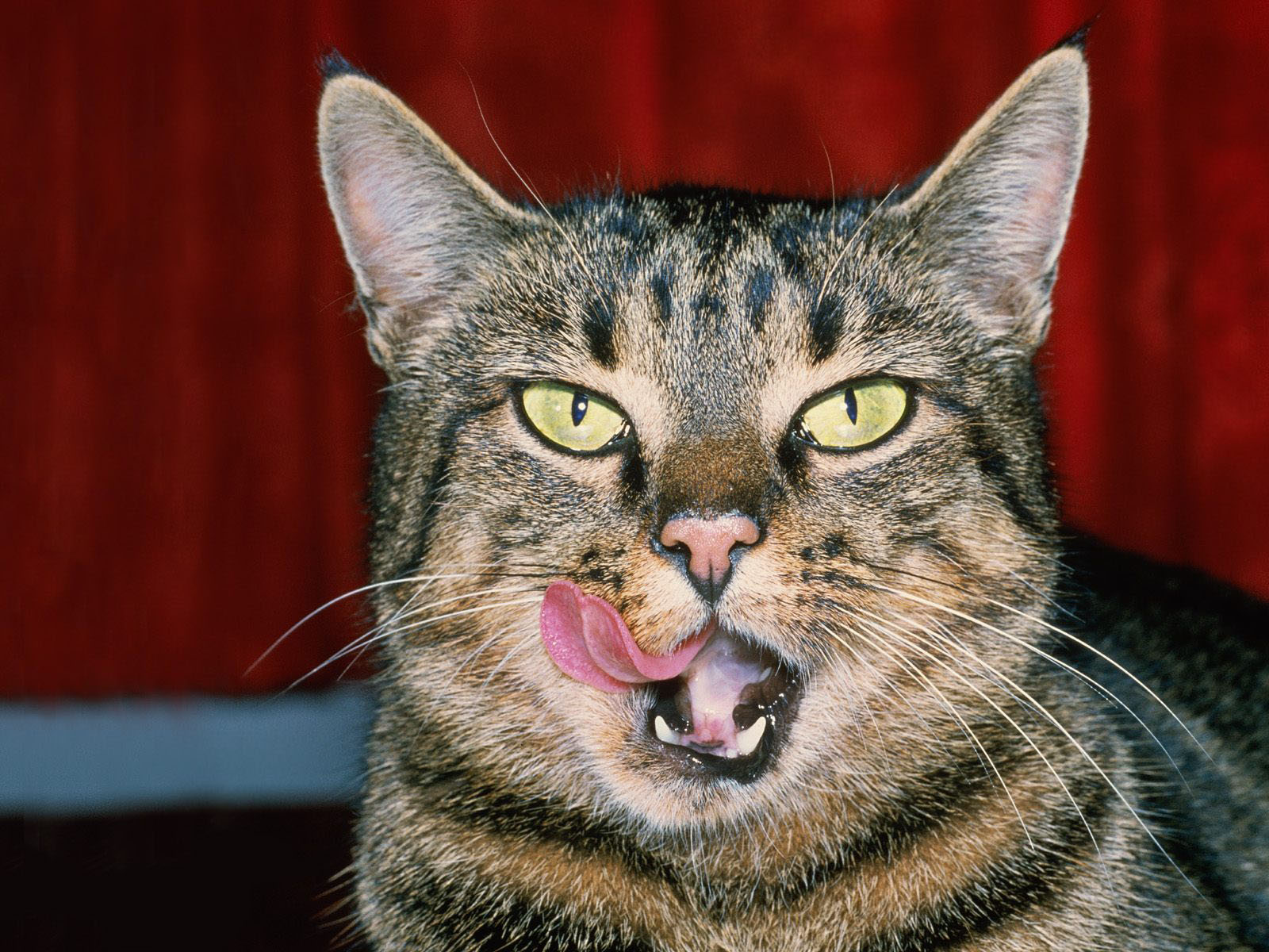 Fondo de pantalla gato lamiendose