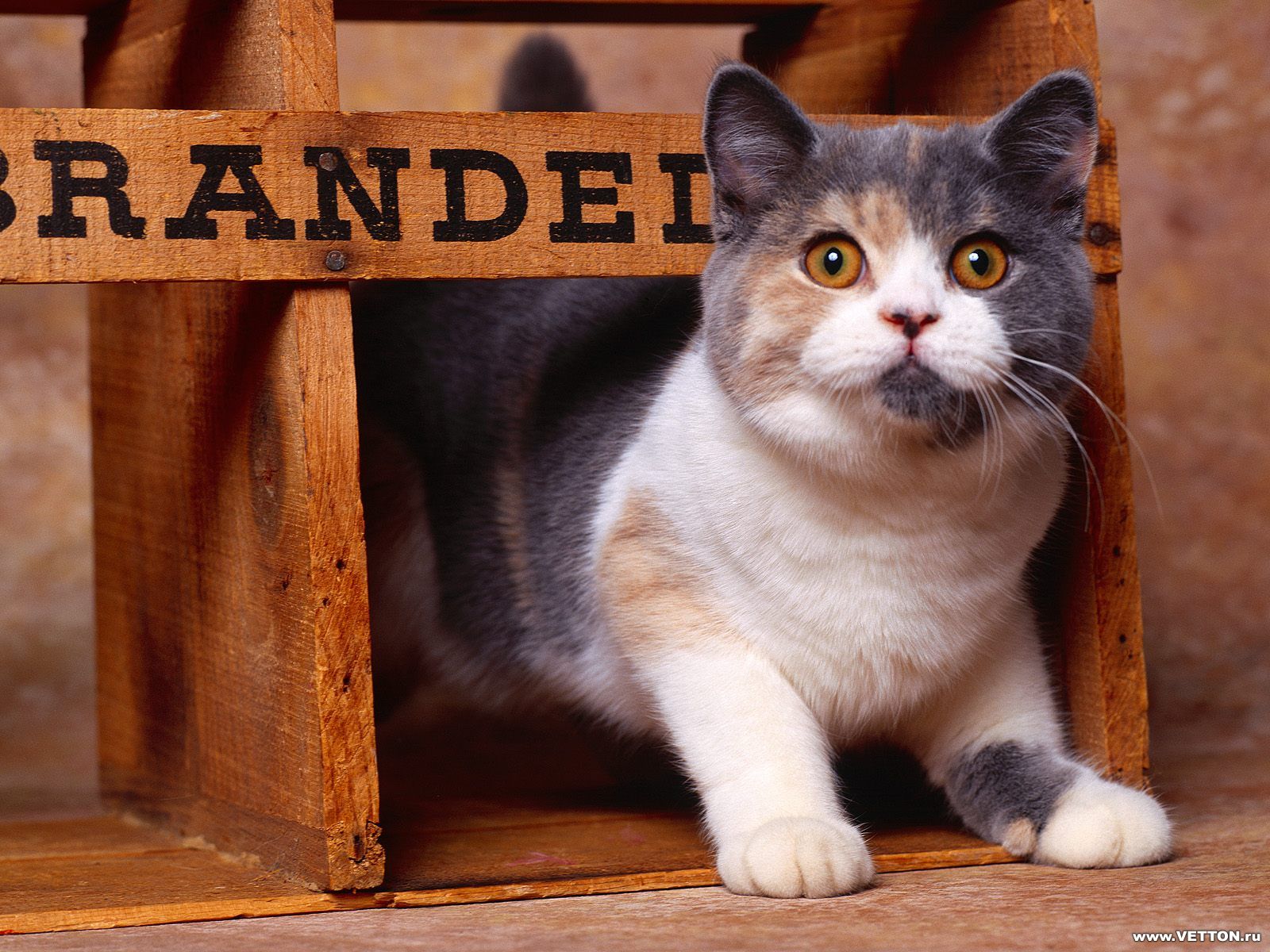 Fondo de pantalla gato miedoso
