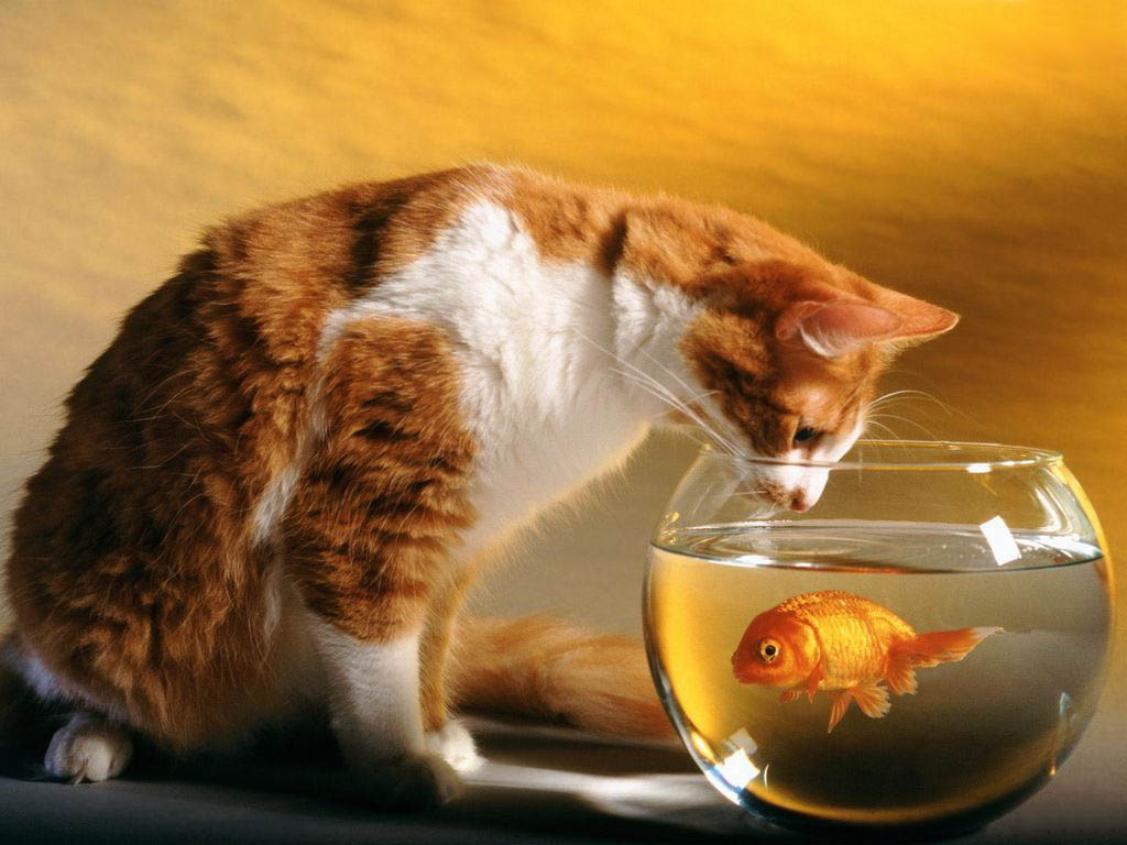 Gato curioso y pez dorado en 4K - Wallpaper HD