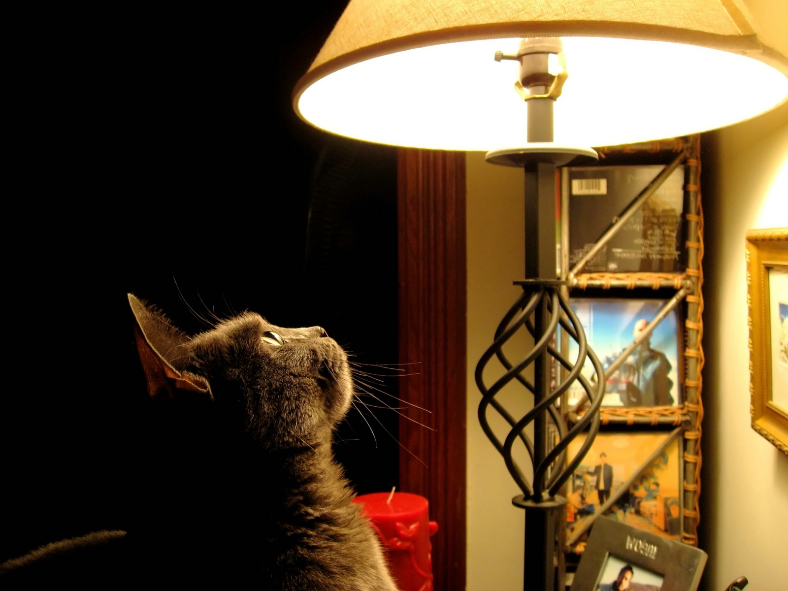 Gato curioso bajo lámpara 4K alta calidad wallpaper