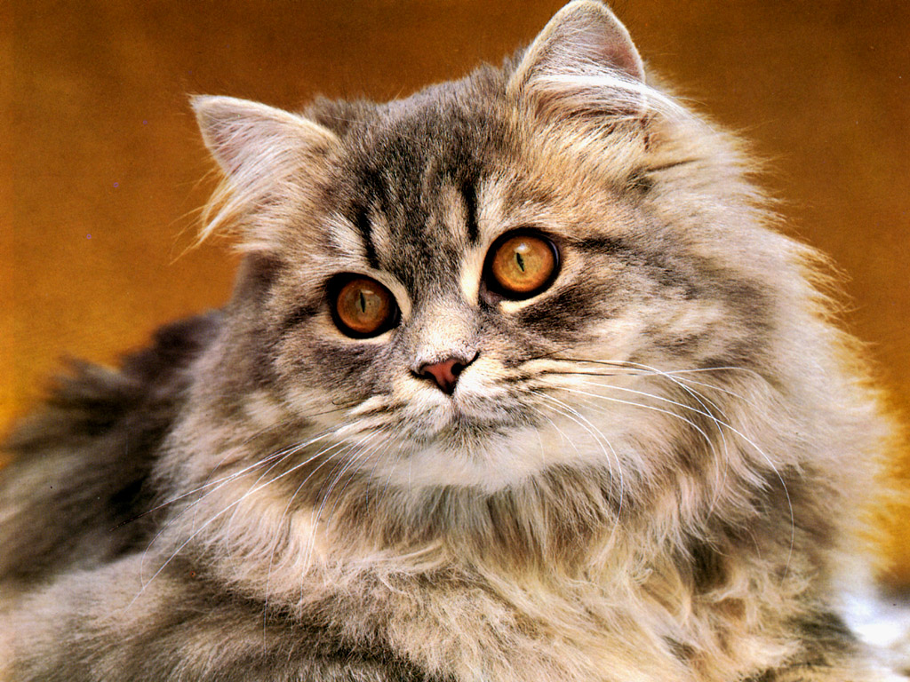 Fondo de pantalla gato observando