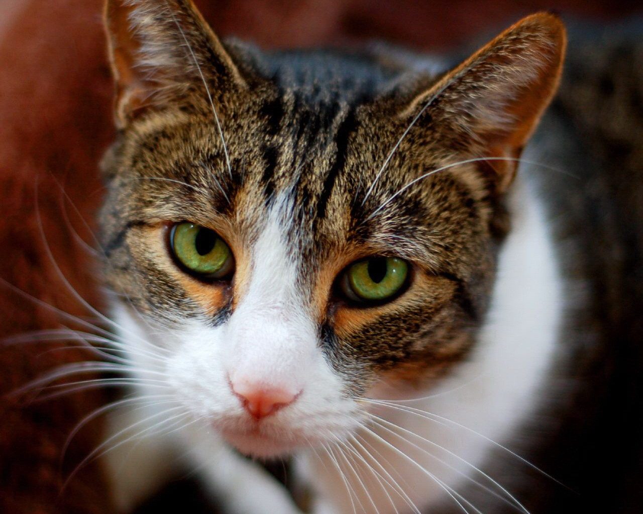 Fondo de pantalla gato ojos verdes