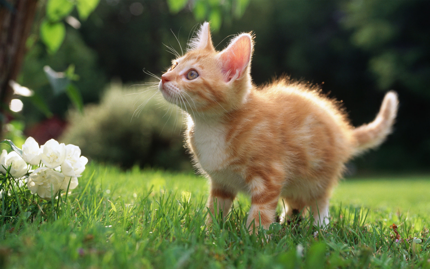 Gatito en jardín: Fondo de pantalla 4K de alta calidad