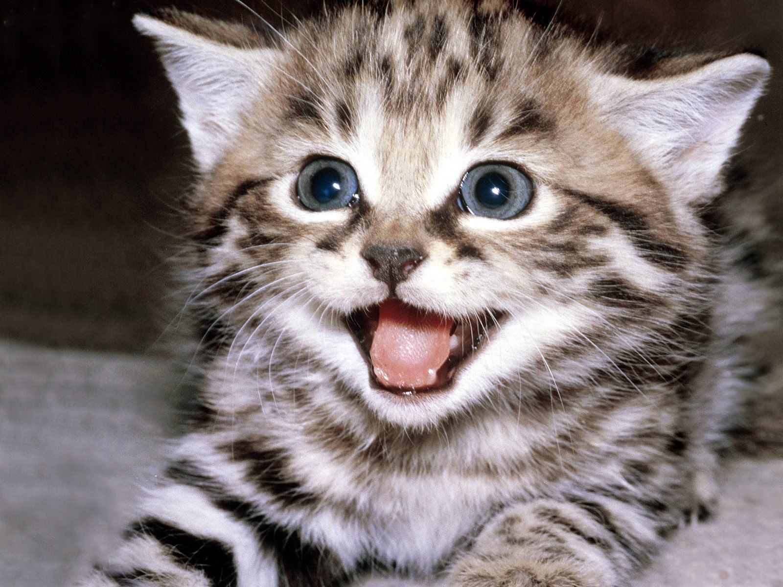 Gatito encantador: Fondo de pantalla 4K de alta calidad