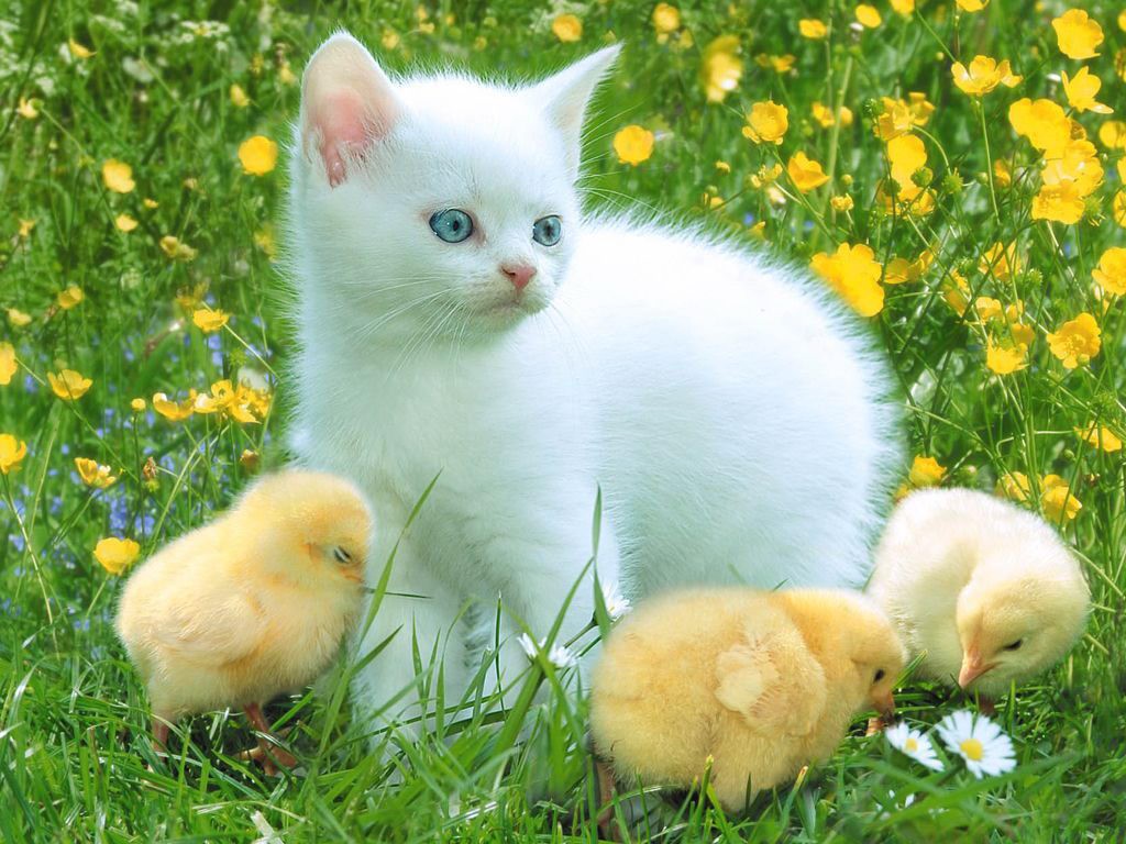Fondo de pantalla gato y pollitos