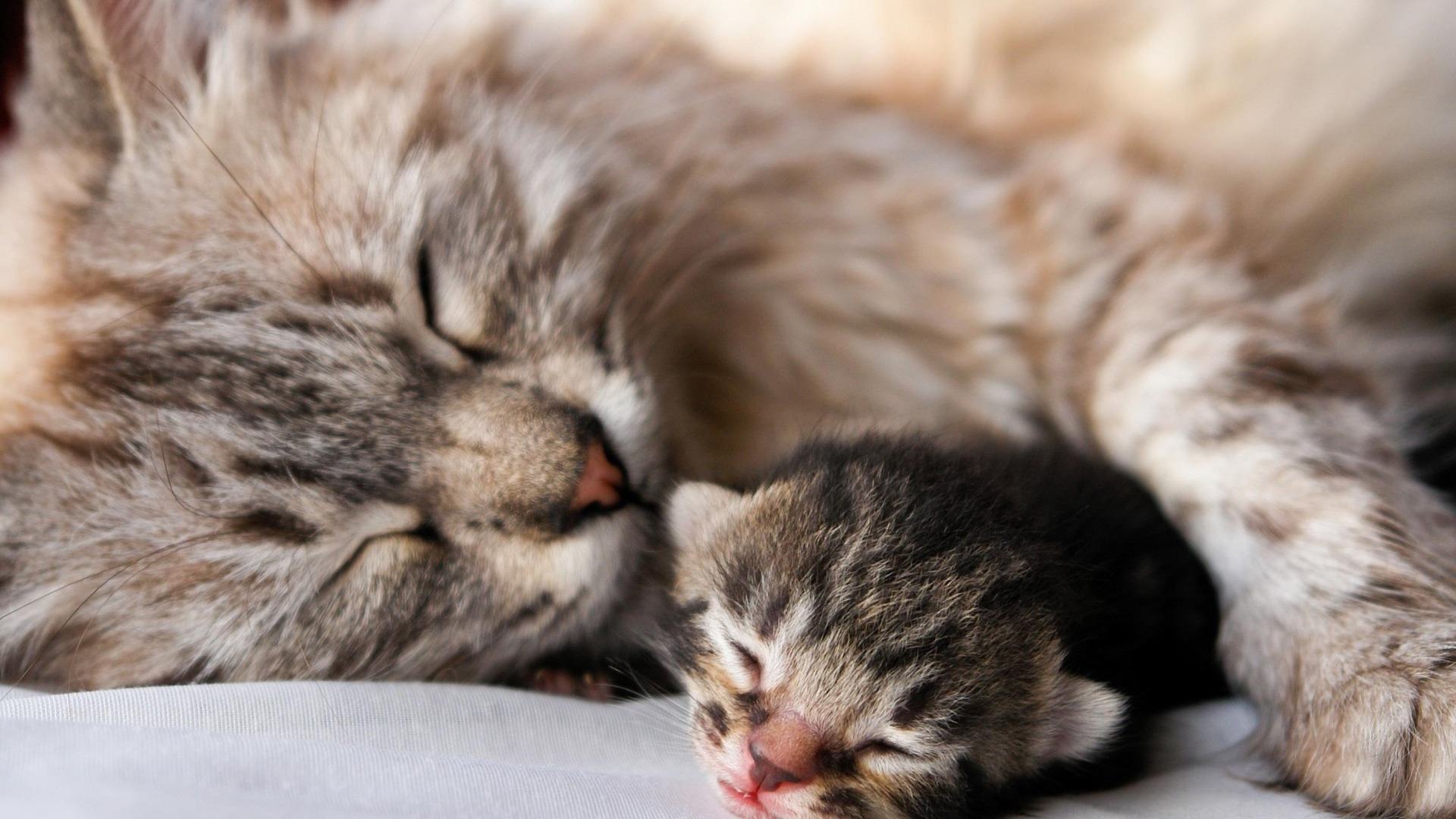 Gatos durmiendo: wallpaper de alta calidad y ternura