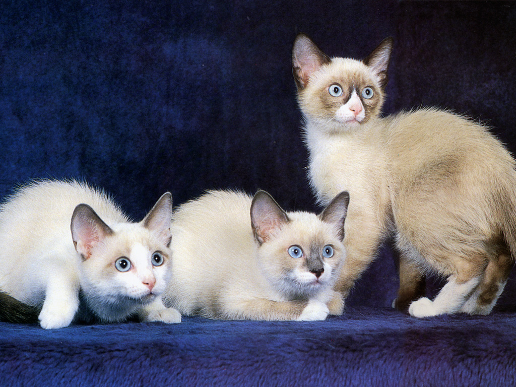 Gatitos siameses en fondo azul - Wallpaper 4K calidad