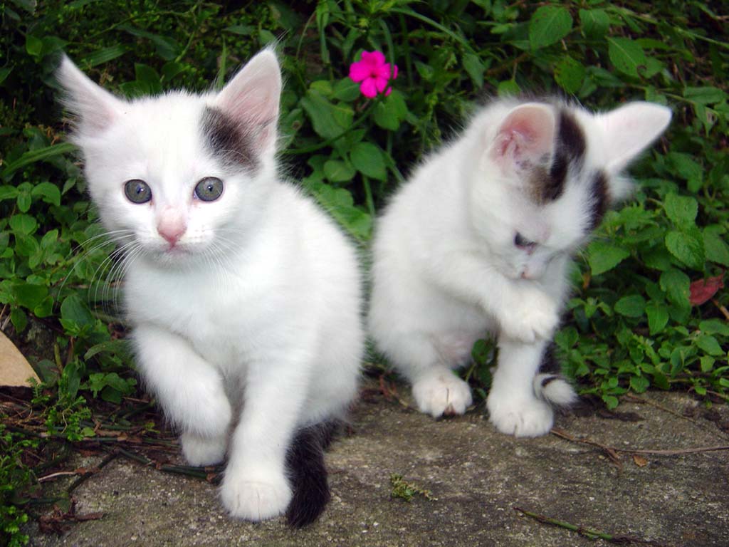 Tiernos gatitos en alta calidad 4K para fondos de pantalla