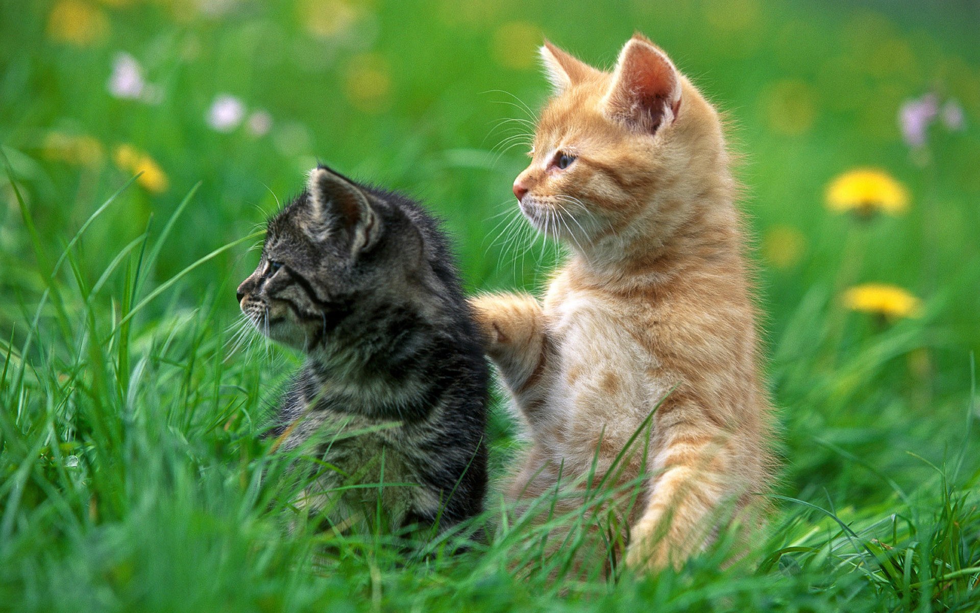 Gatitos en el campo - Fondo de pantalla 4K alta calidad