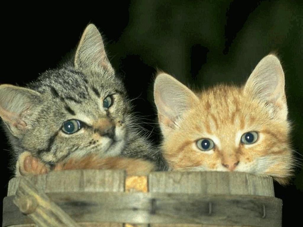 Fondo de pantalla gatos unidos