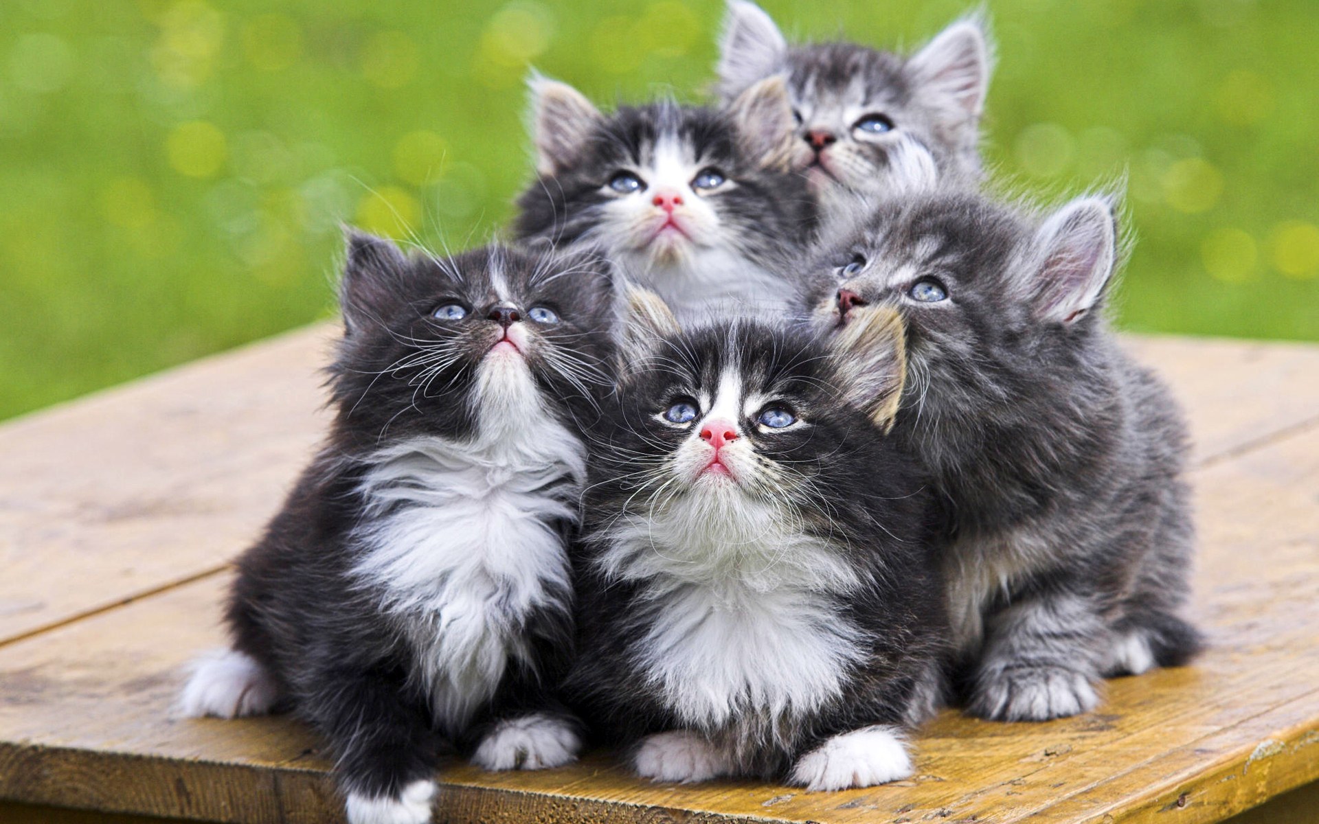 Adorables gatitos en alta calidad, fondo de pantalla 4K.