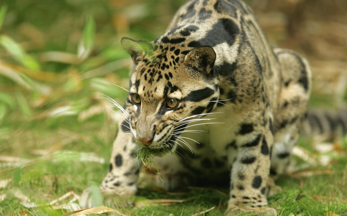 Leopardo nublado en la selva, fondo 4K de alta calidad.