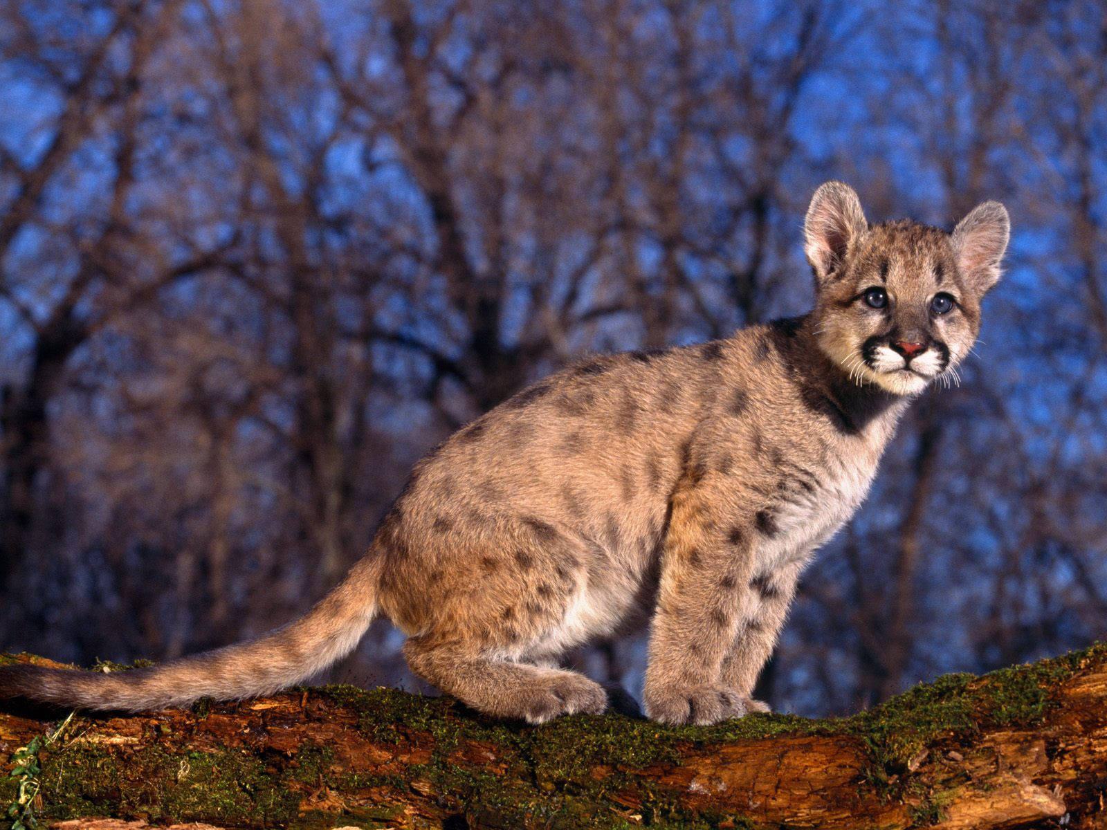 Puma bebé en bosque, wallpaper 4K alta calidad