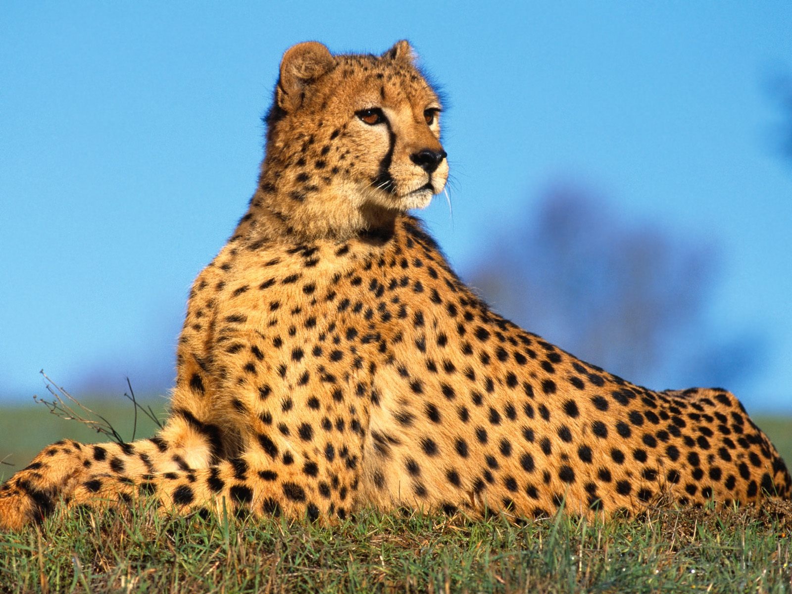 Cheetah en la sabana: Wallpaper 4K alta calidad