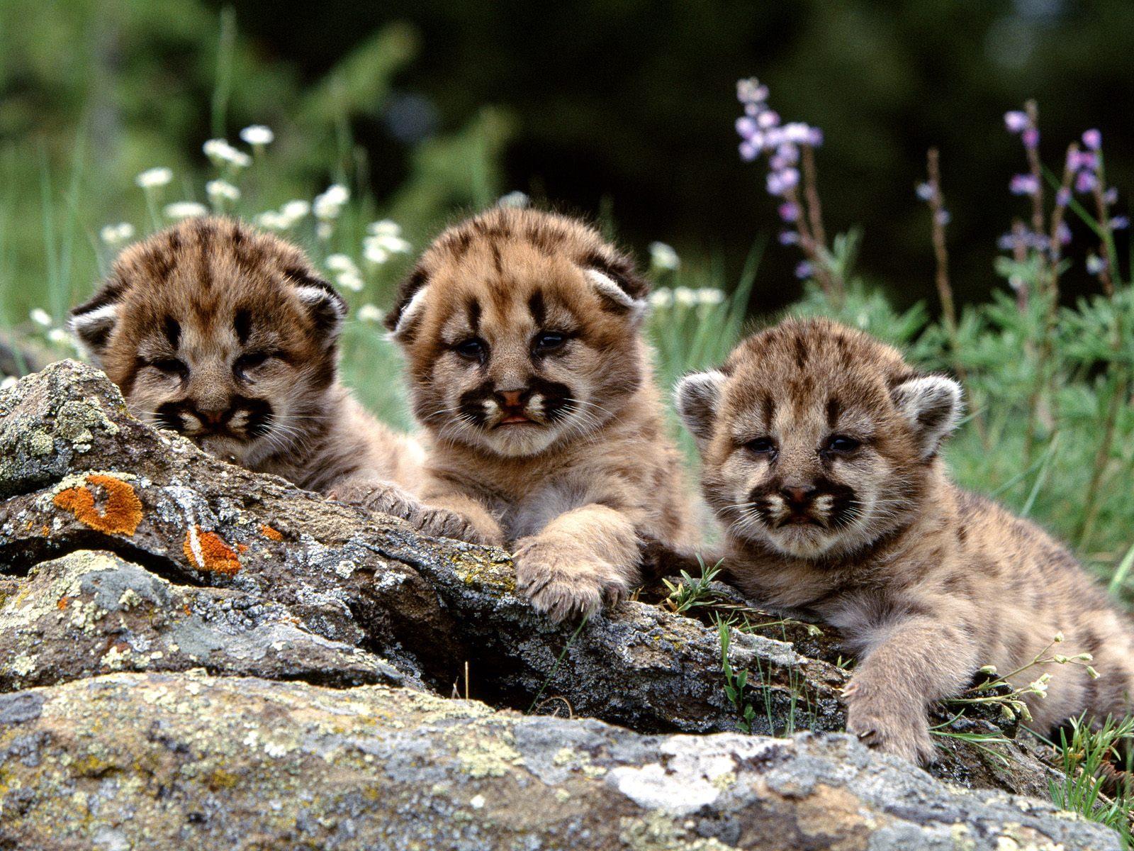 Tiernos cachorros de puma en 4K - Fondos de pantalla