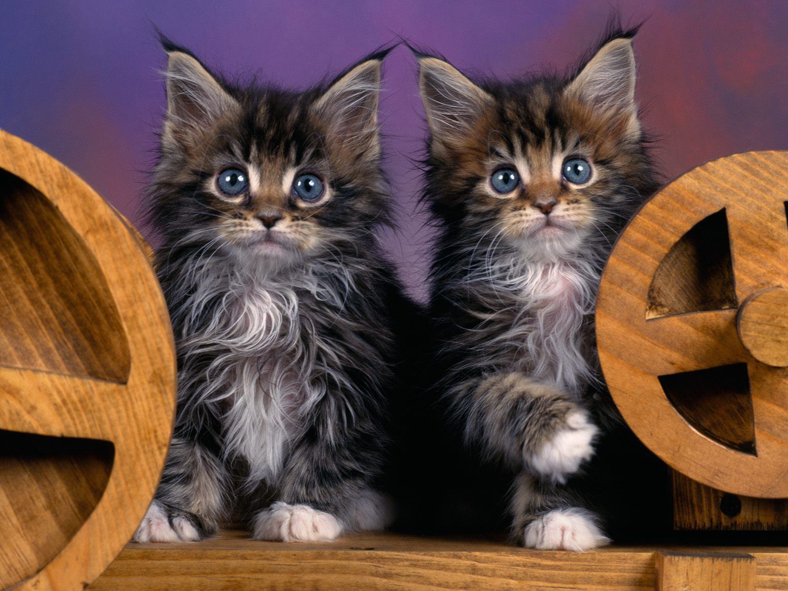 Fondo de pantalla hermanos gatos jugando
