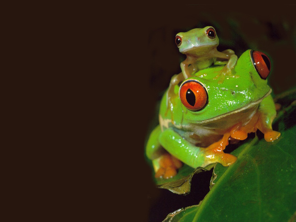 Fondo de pantalla hermosas ranas