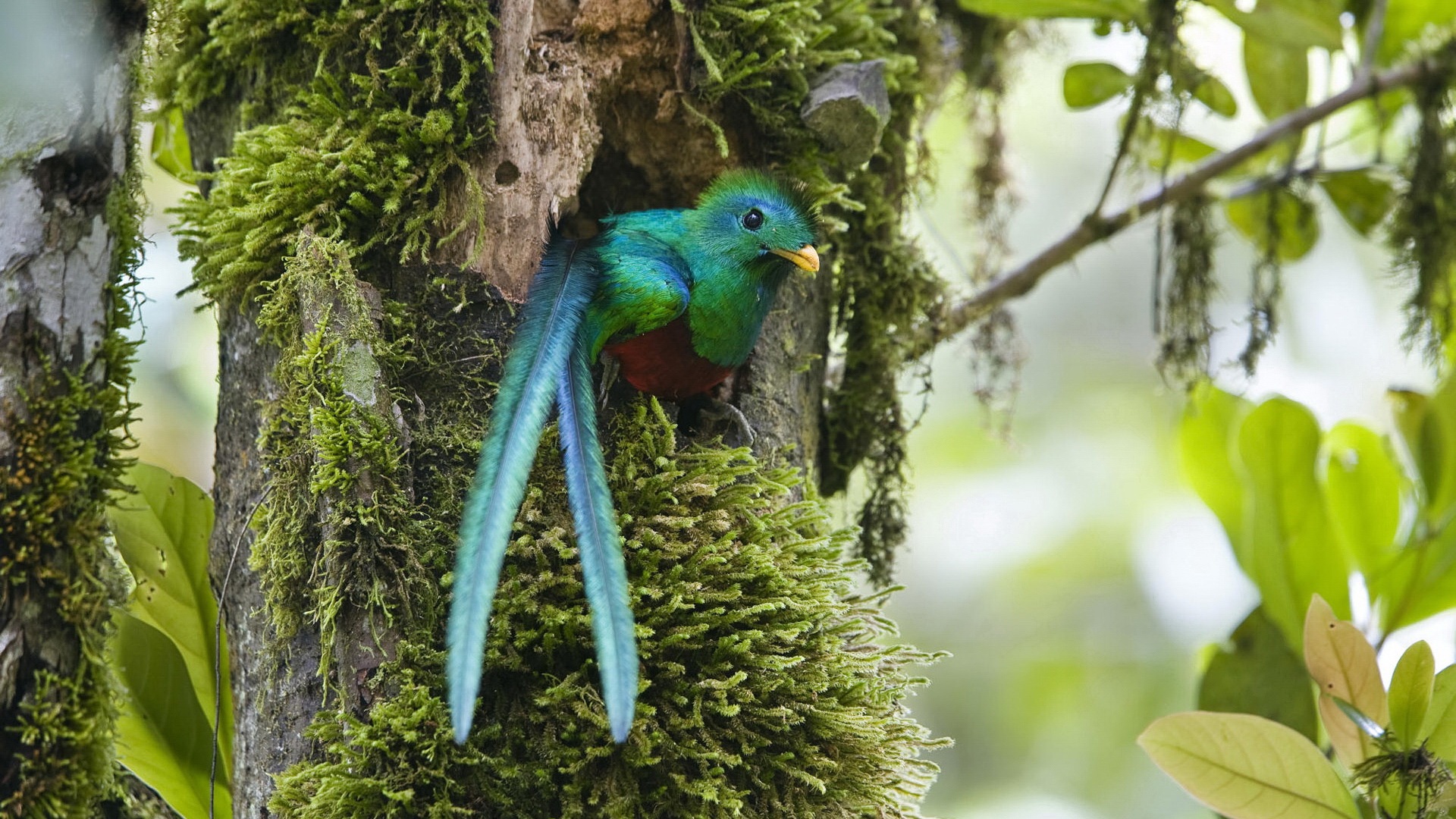 Fondo de pantalla hermoso pajaro