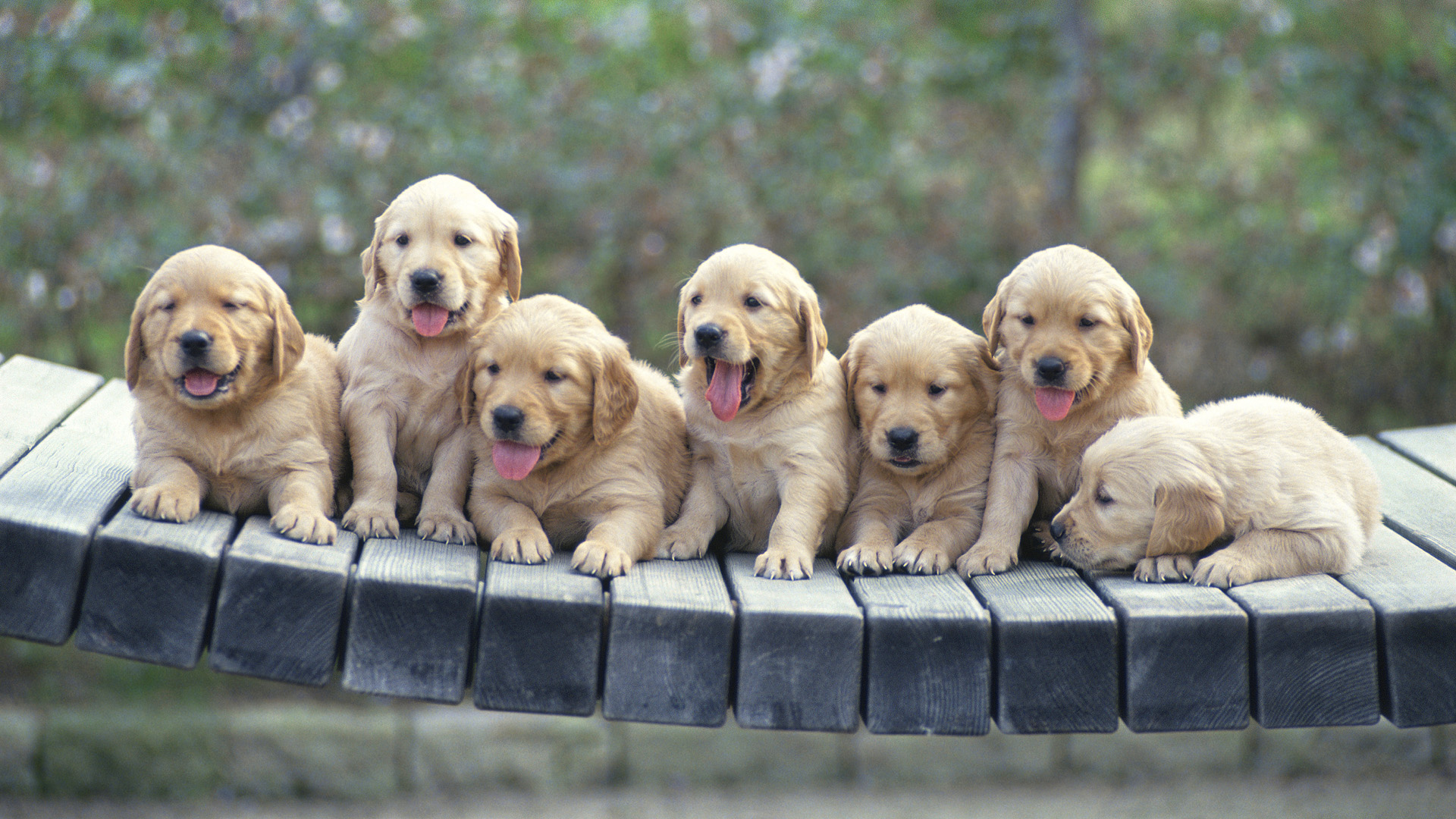 Fondo de pantalla hermosos perros
