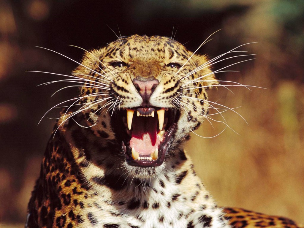 Leopardo rugiendo fondo de pantalla 4K alta calidad