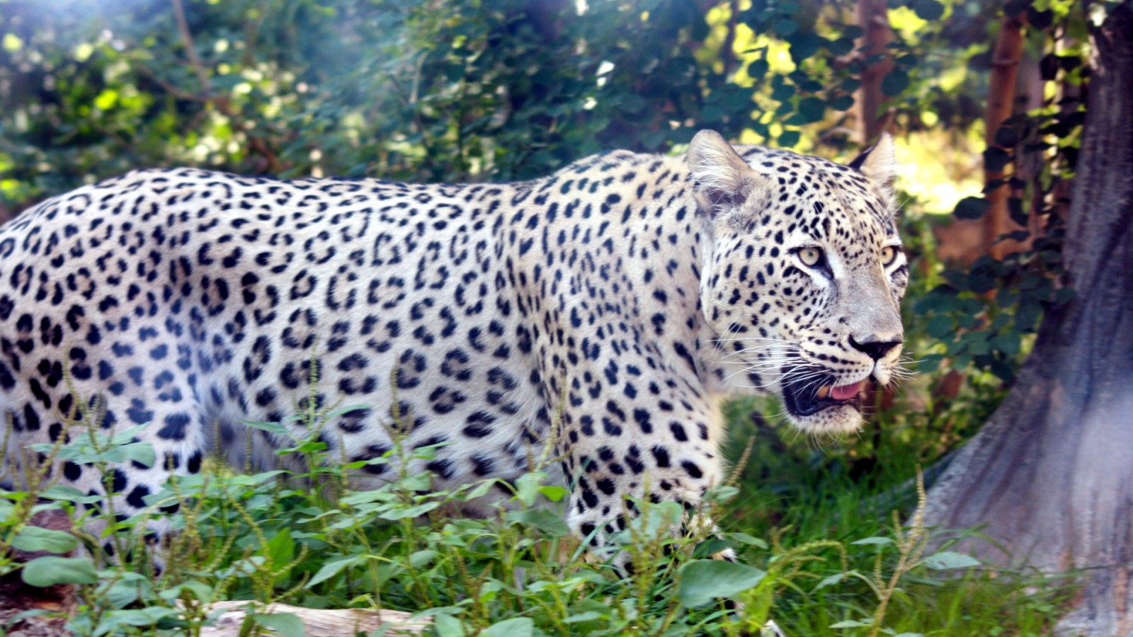 Leopardo majestuoso en la selva - Fondo 4K calidad HD