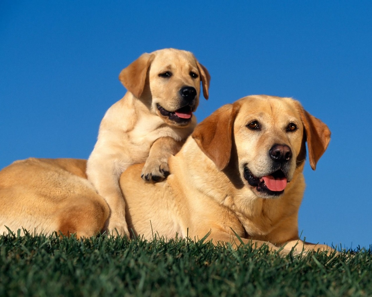 Fondo de pantalla labrador con su hijo