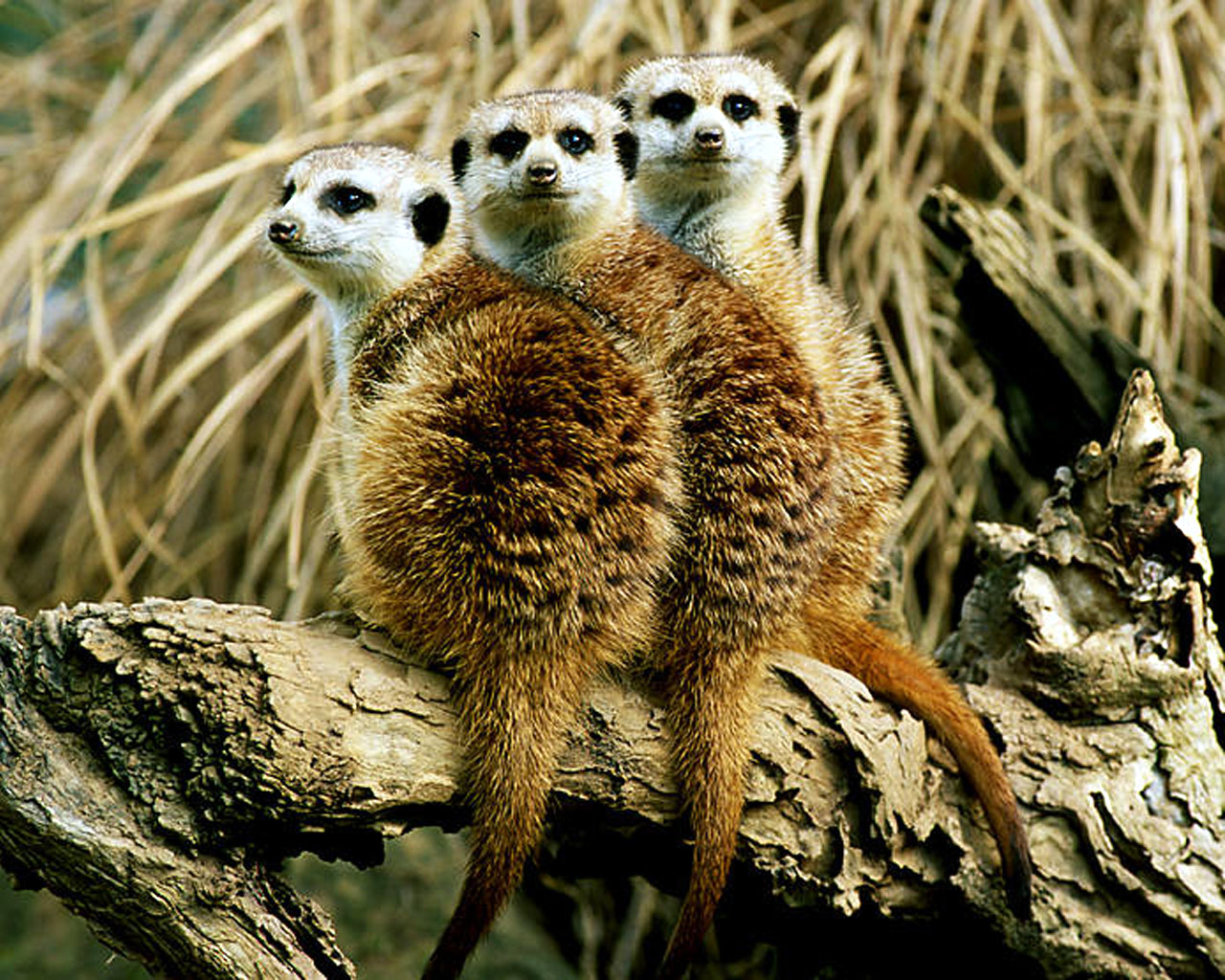 Fondo de pantalla lemurs en tronco