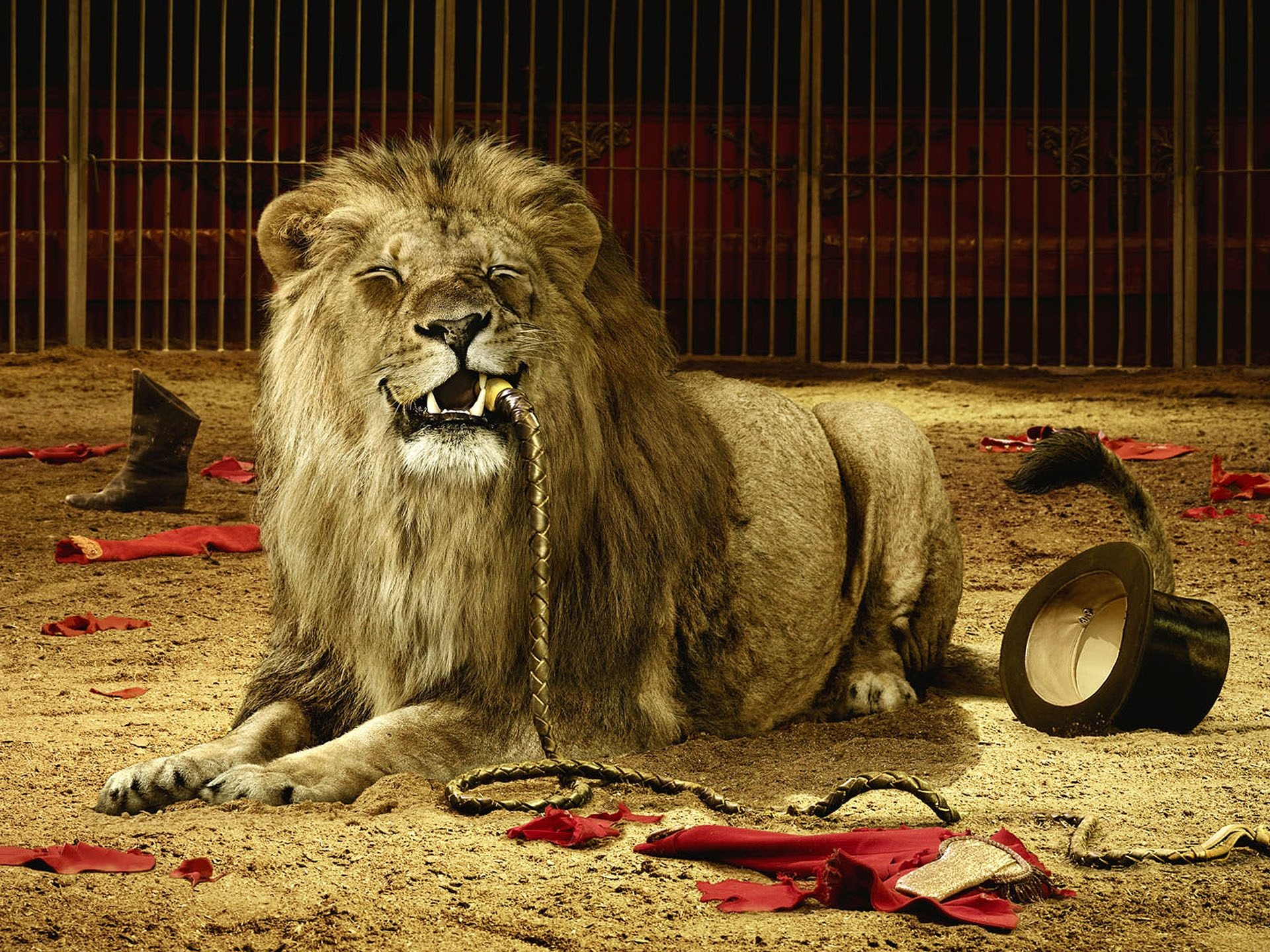 Fondo de pantalla leon hambriento