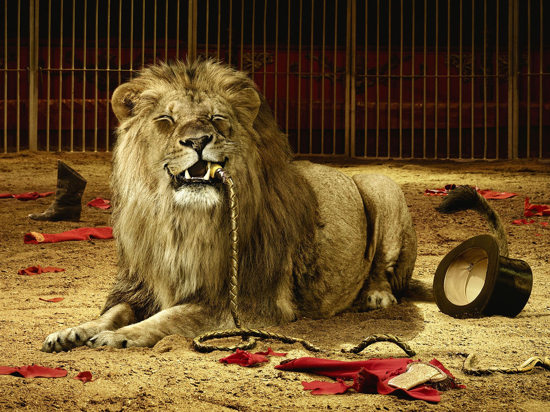 Fondo de pantalla leon hambriento