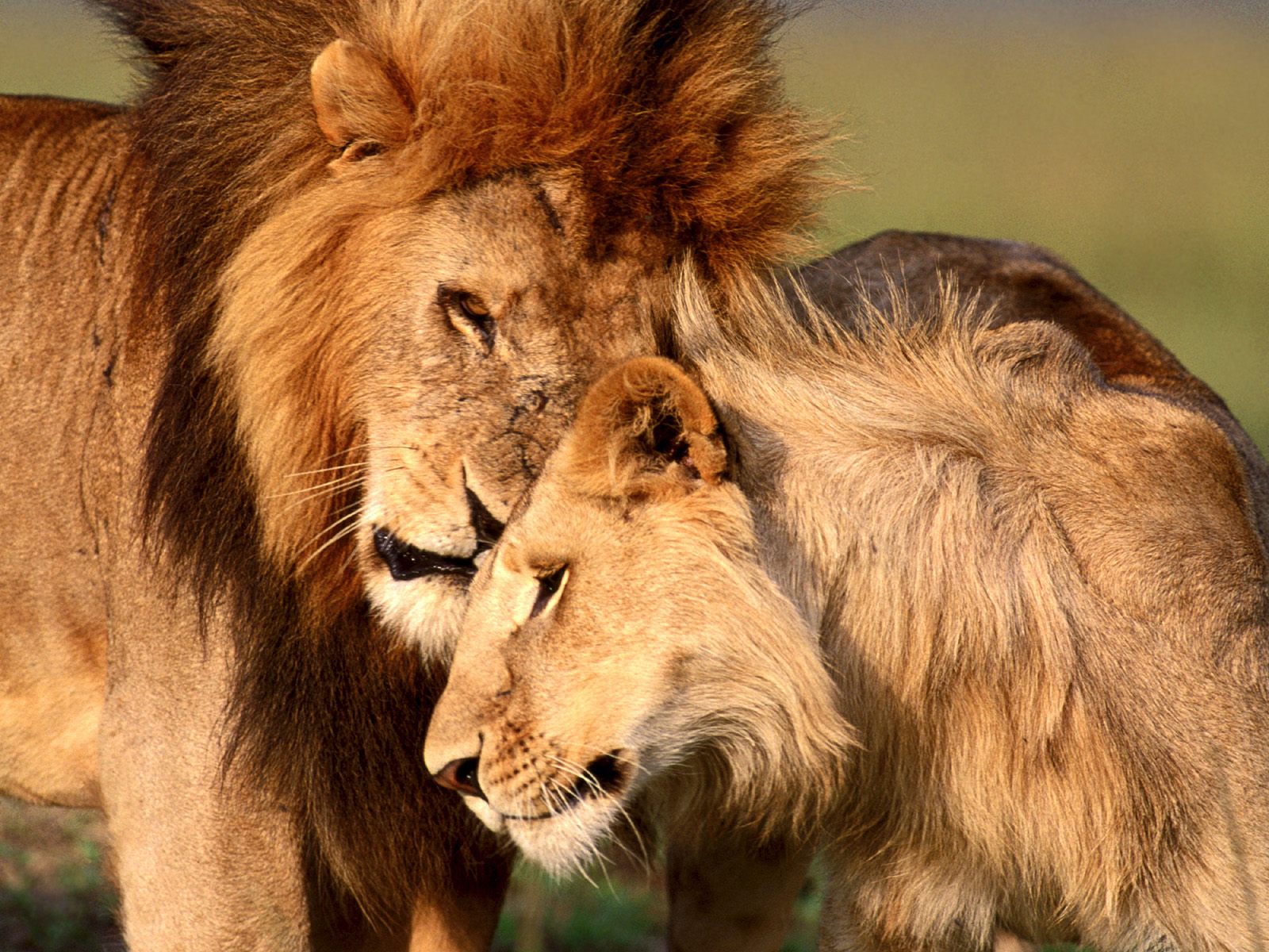 Fondo de pantalla leon y su pareja