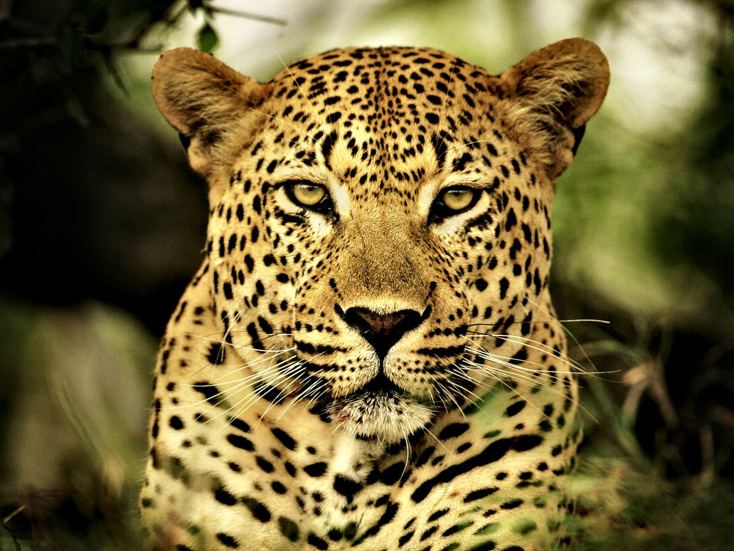 Leopardo imponente: fondo de pantalla 4K alta calidad