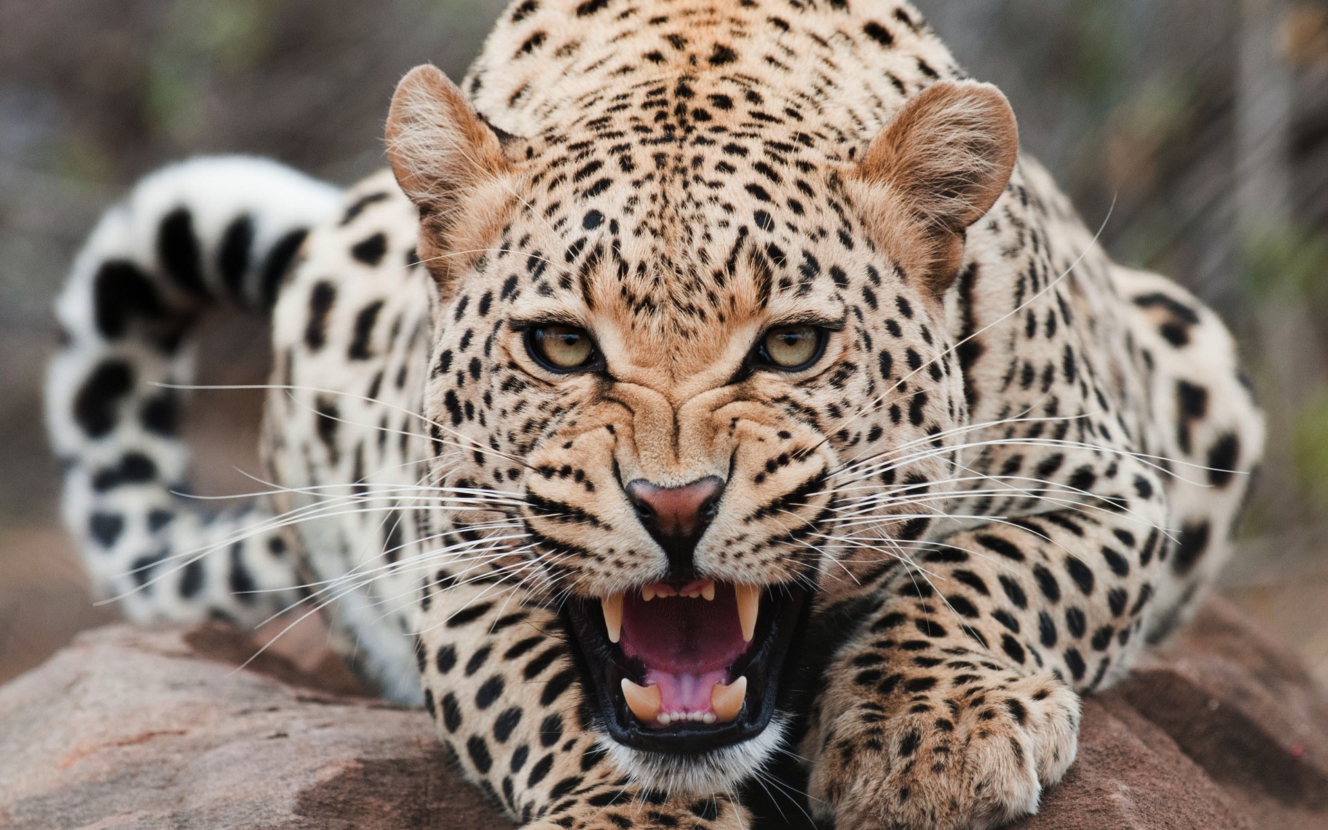 Leopardo salvaje en 4K: wallpaper de alta calidad.