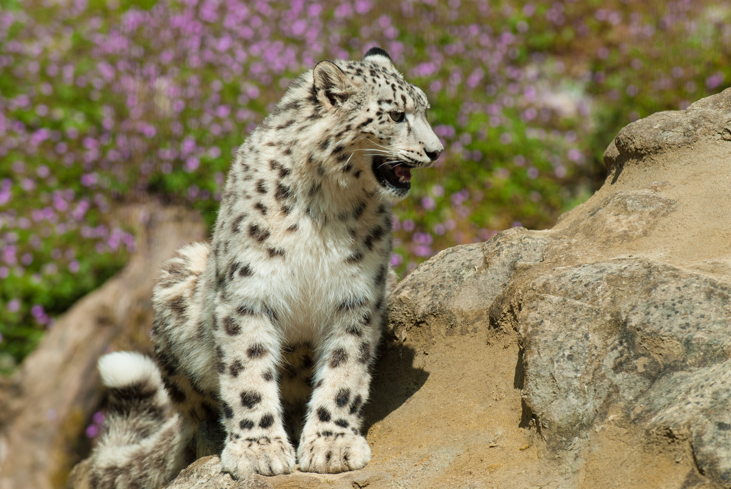 Leopardo de las nieves en roca: wallpaper 4K calidad máxima