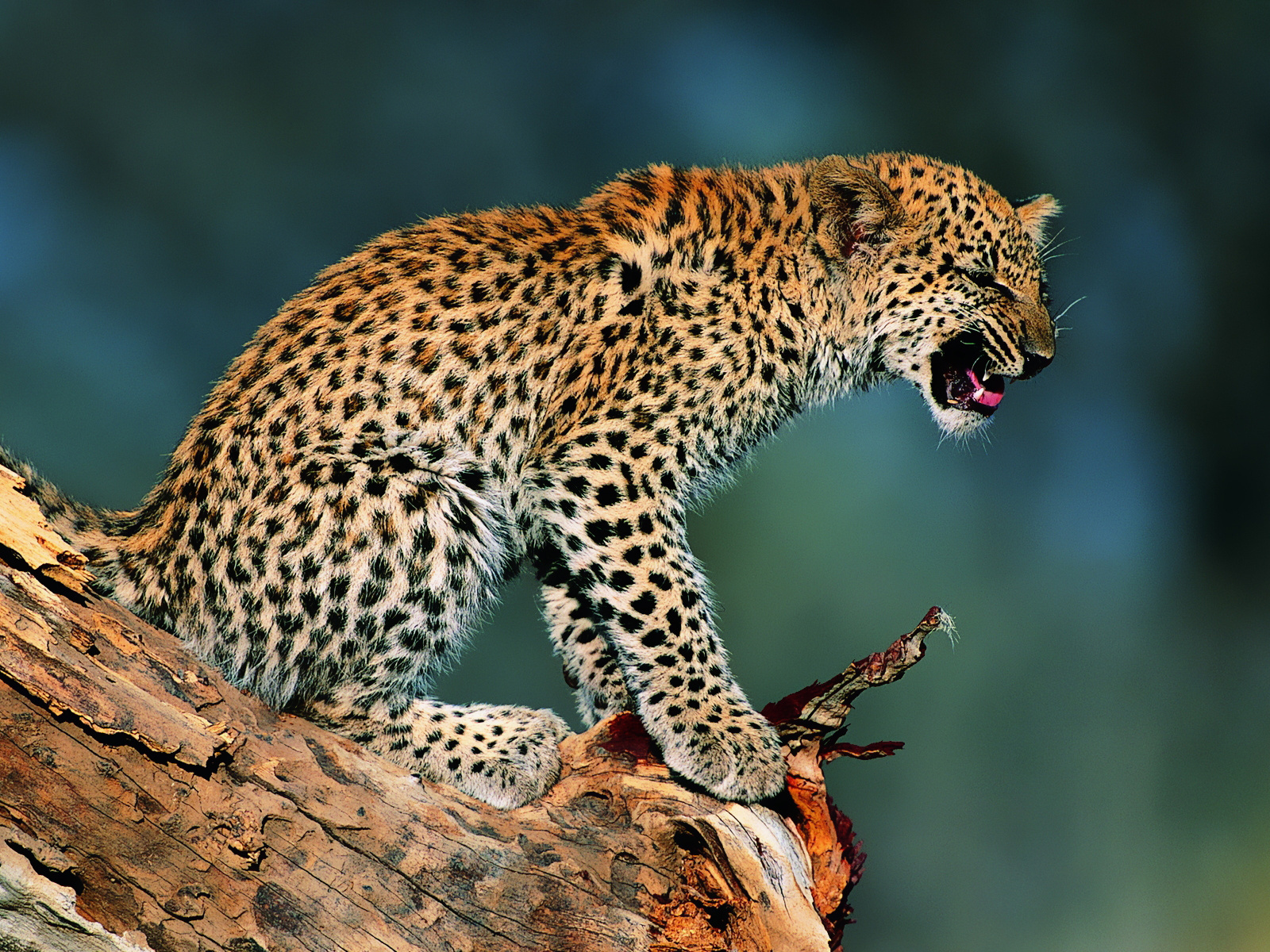 Leopardo en tronco: fondo de pantalla 4K alta calidad