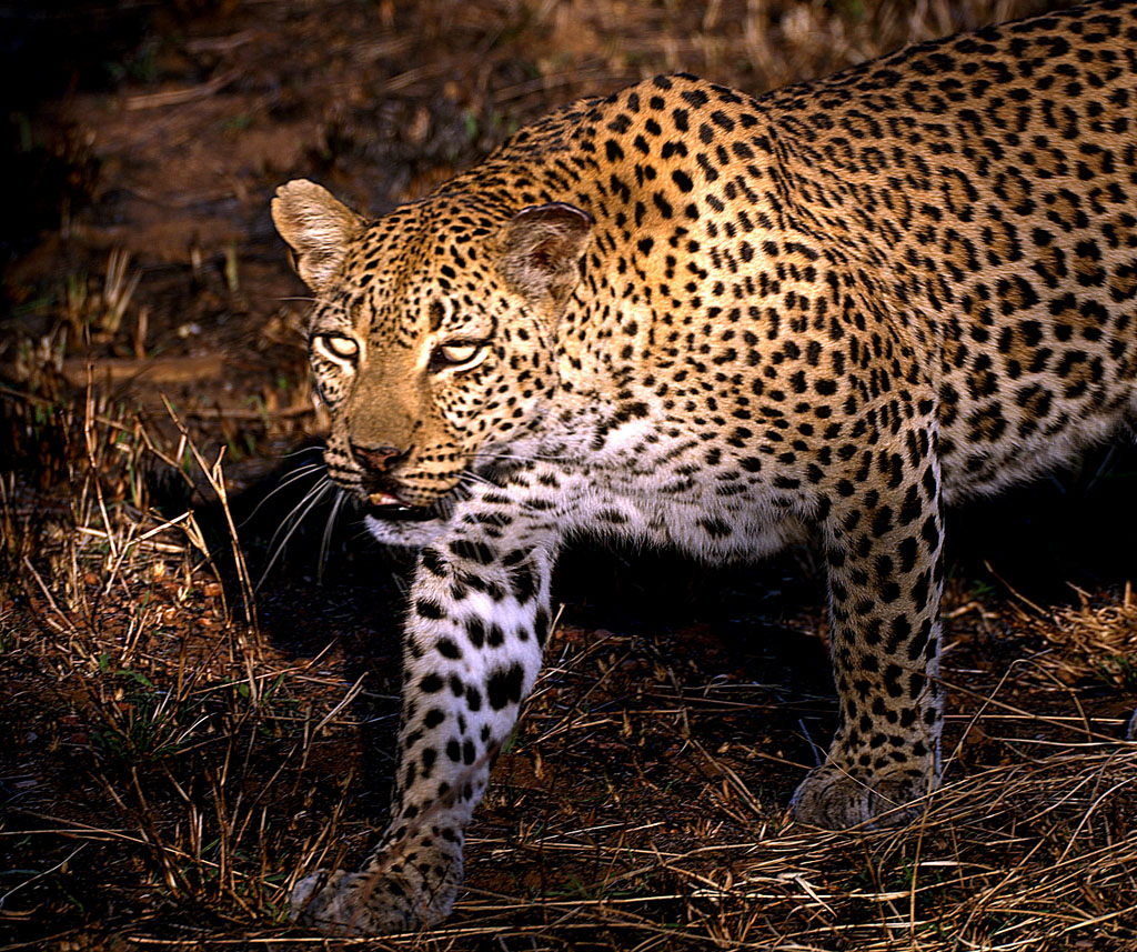 fondo de pantalla leopardo cazando