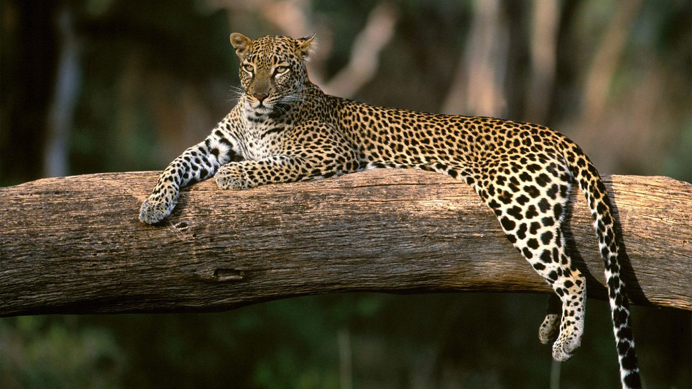 Fondo de pantalla leopardo en arbol