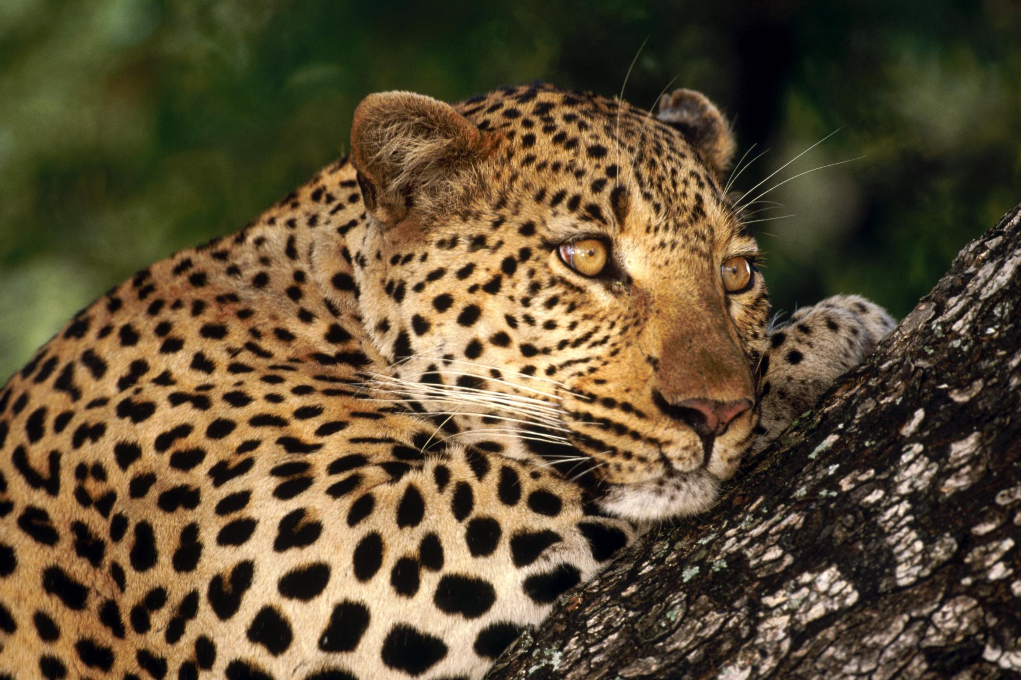 Fondo de pantalla leopardo pensando