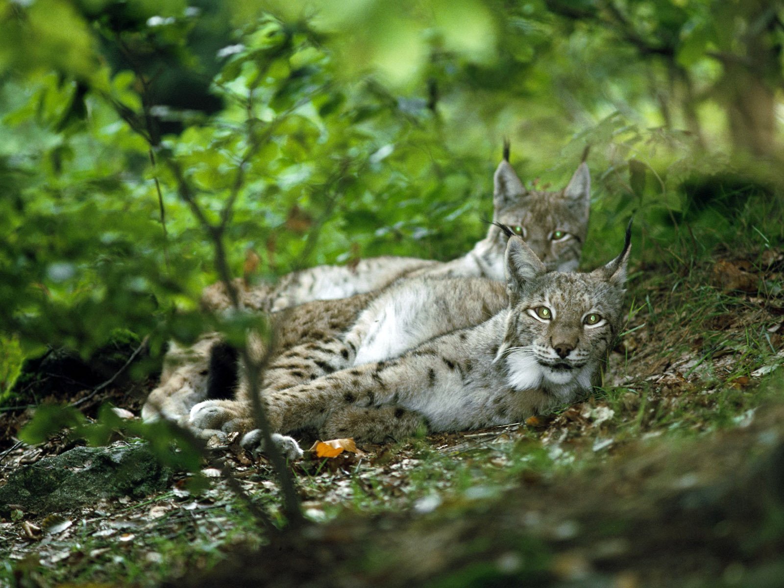 Fondo de pantalla linces acostados