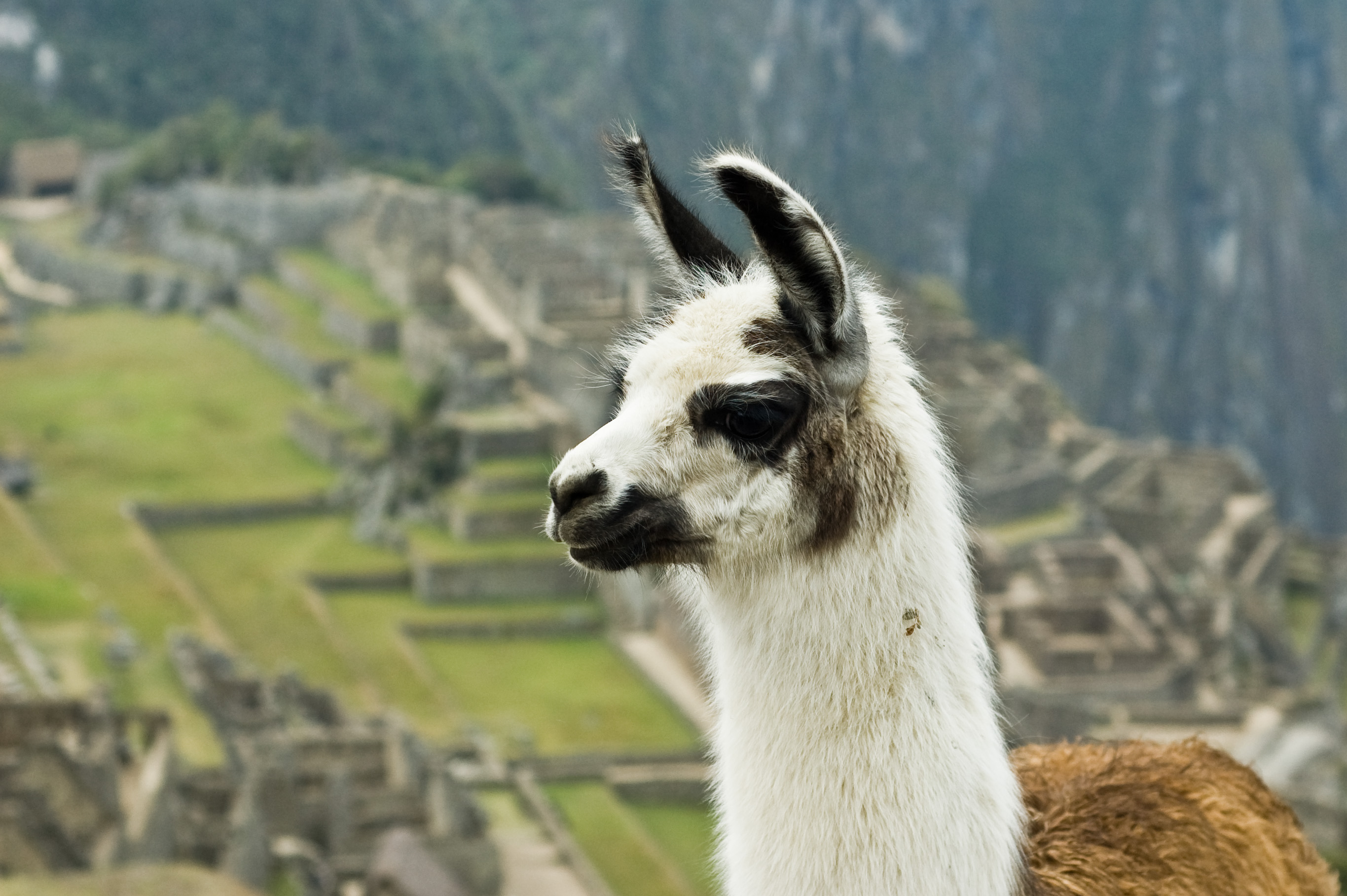 Fondo de pantalla llama observando
