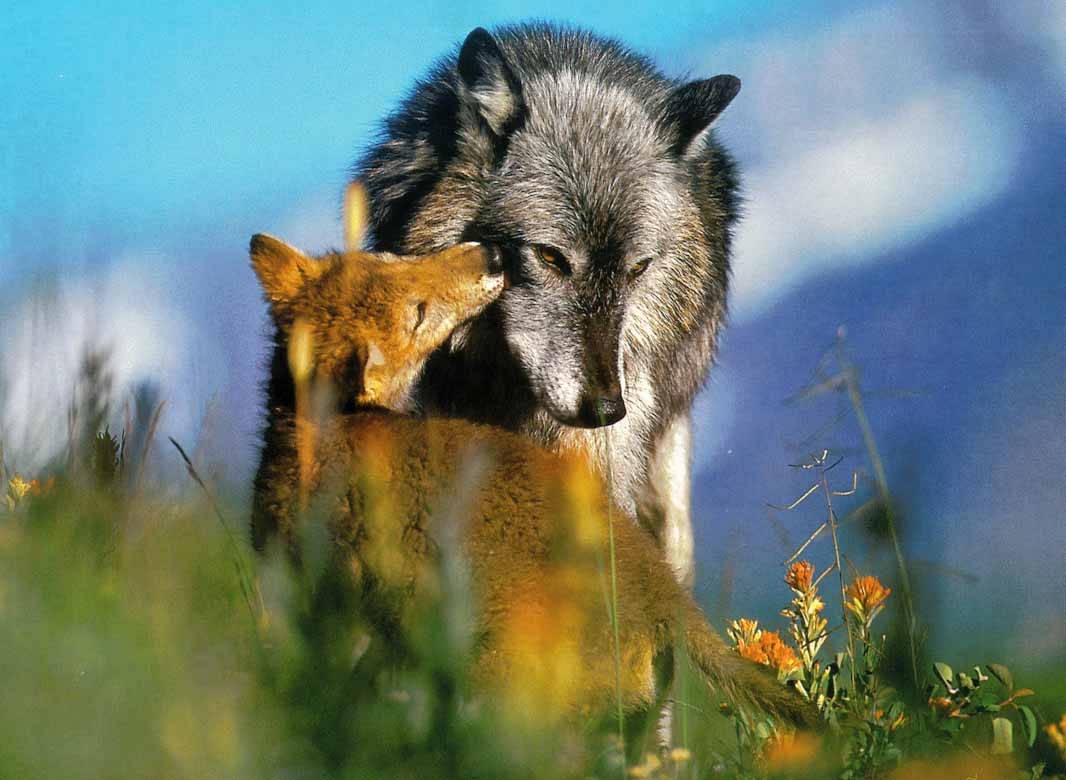 Fondo de pantalla Loba y su hijo