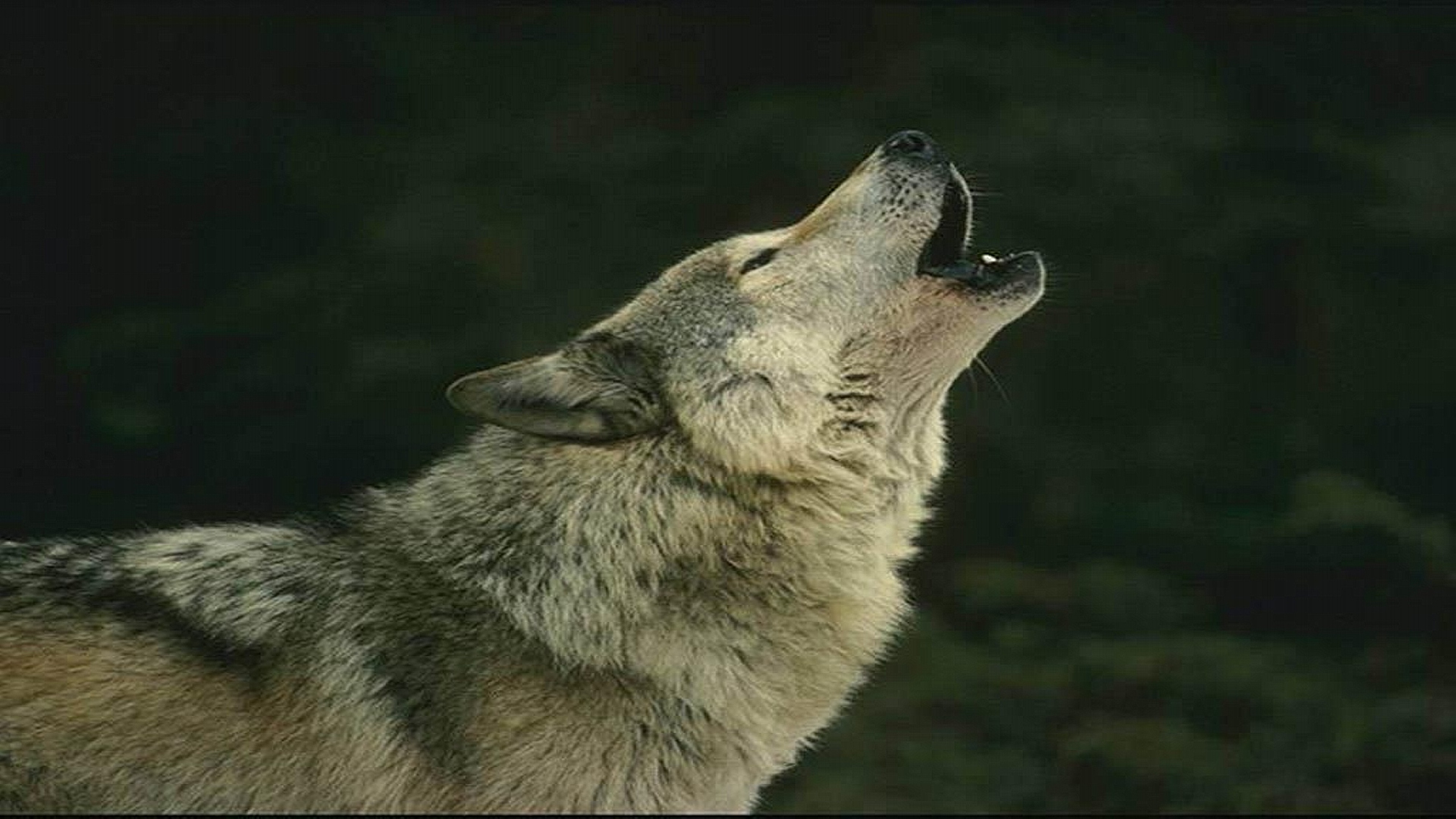 Fondo de pantalla lobo aullando en la noche