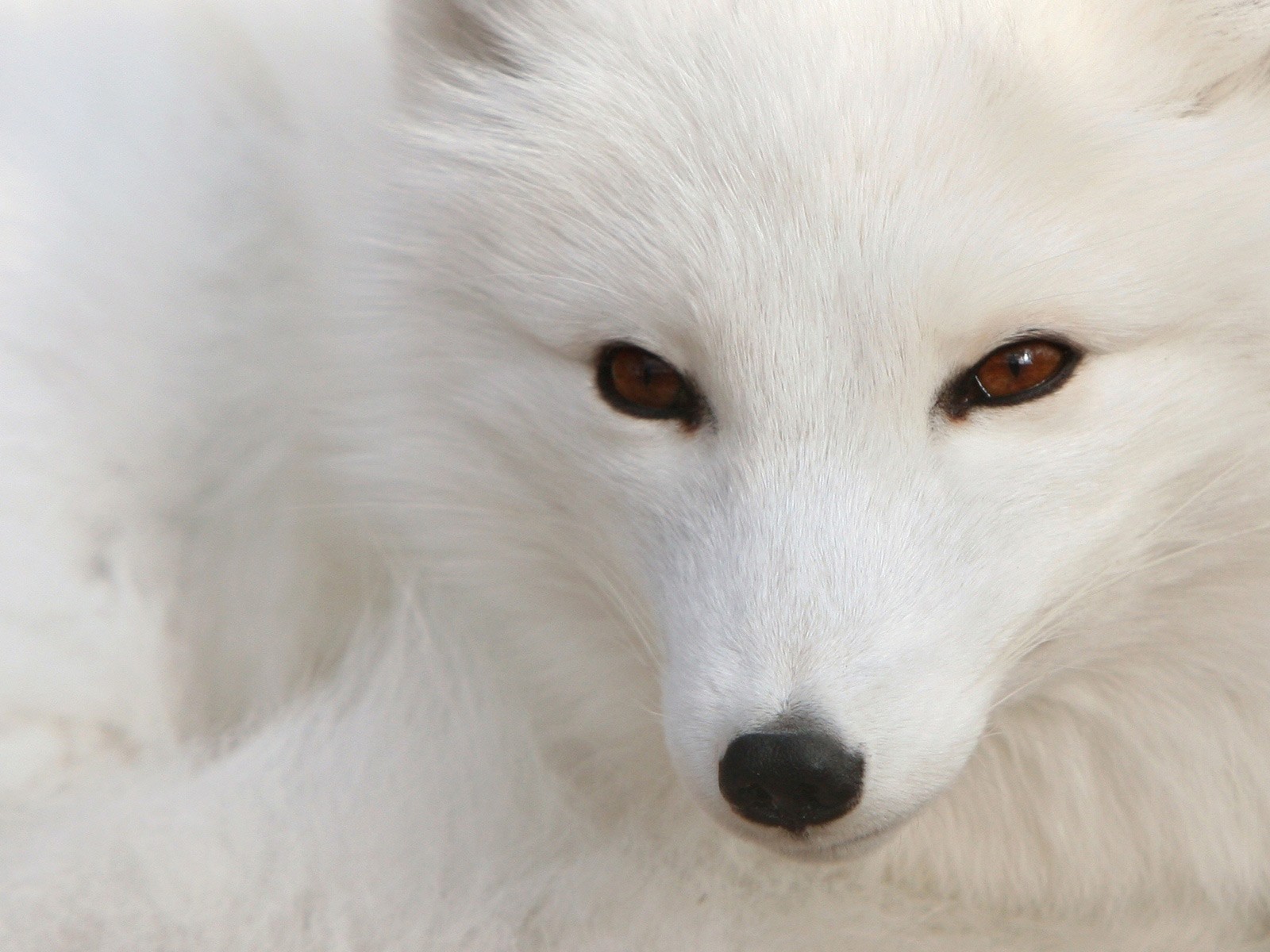 Fondo de pantalla lobo blanco Siveriano