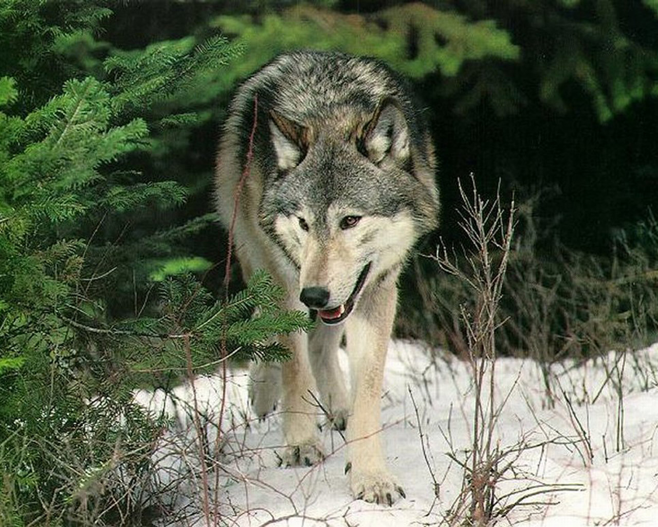 Fondo de pantalla lobo cazando