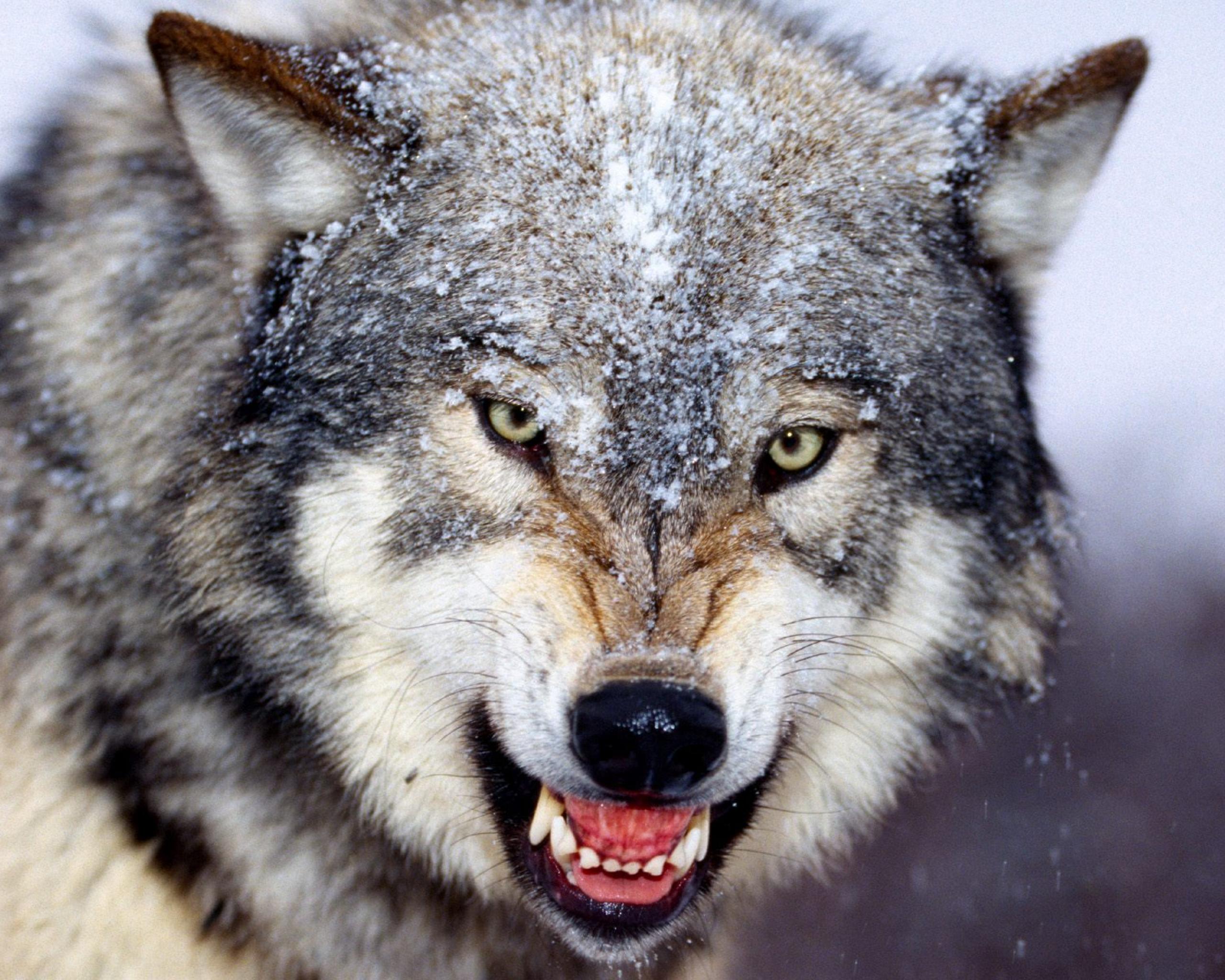 Fondo de pantalla lobo hambriento