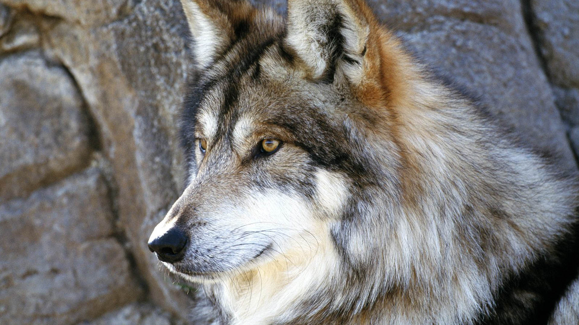 Fondo de pantalla lobo mirando