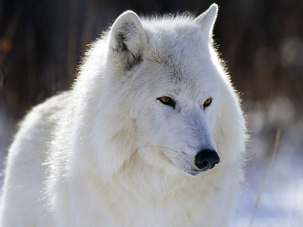 Fondo de pantalla lobo siveriano
