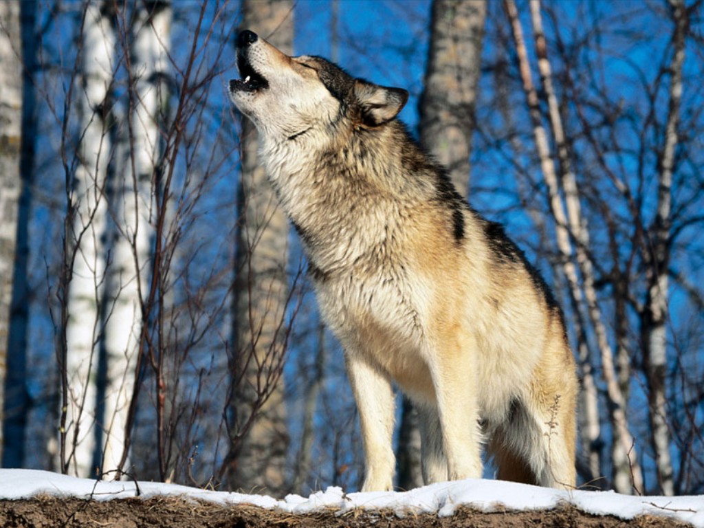Lobo aullando en bosque nevado - Wallpaper 4K alta calidad