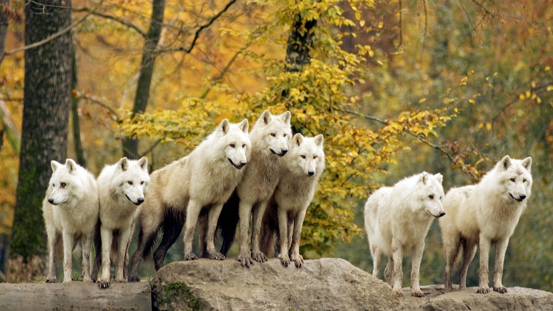 Fondo de pantalla lobos blancos