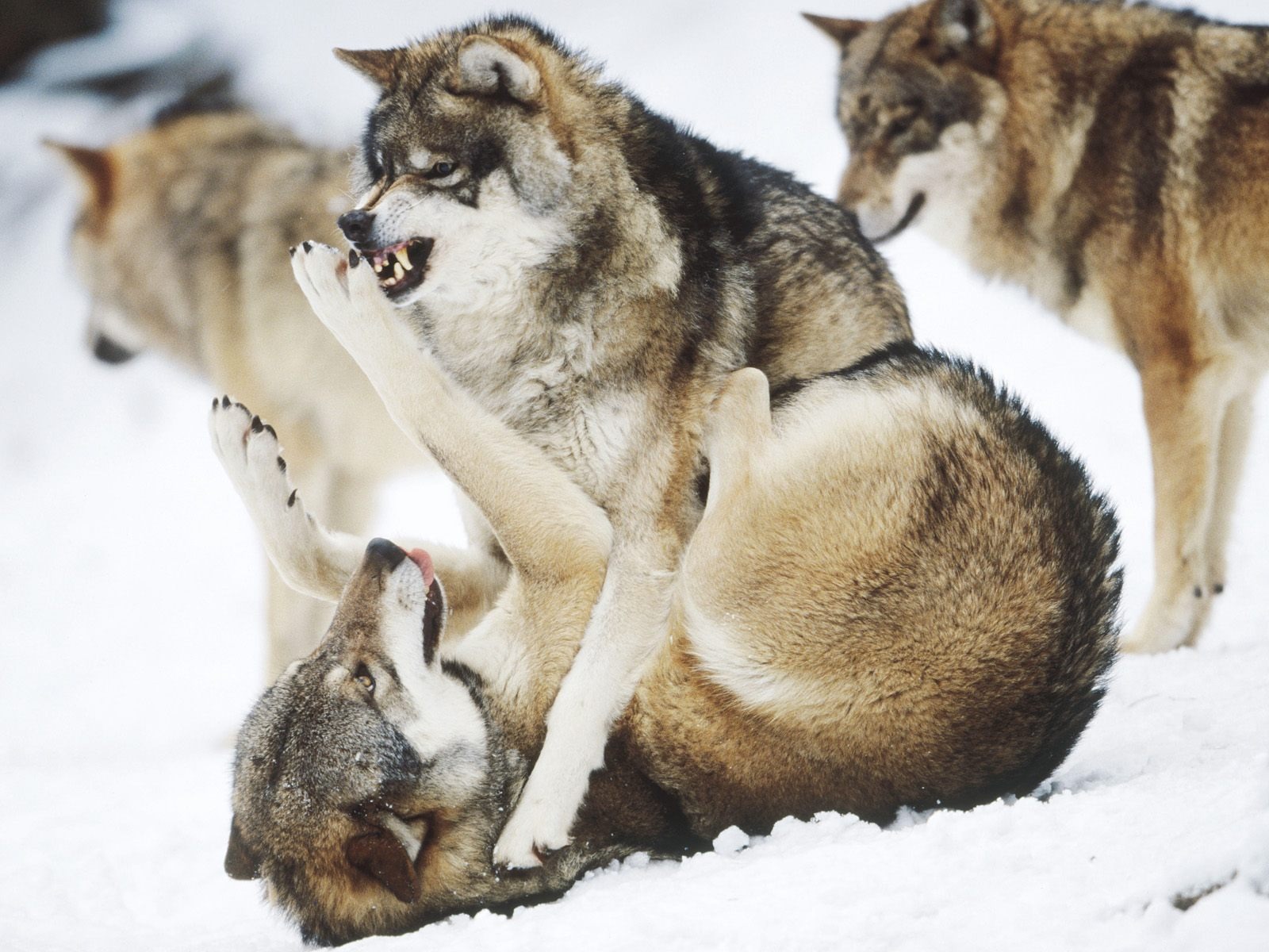 Fondo de pantalla lobos peliando