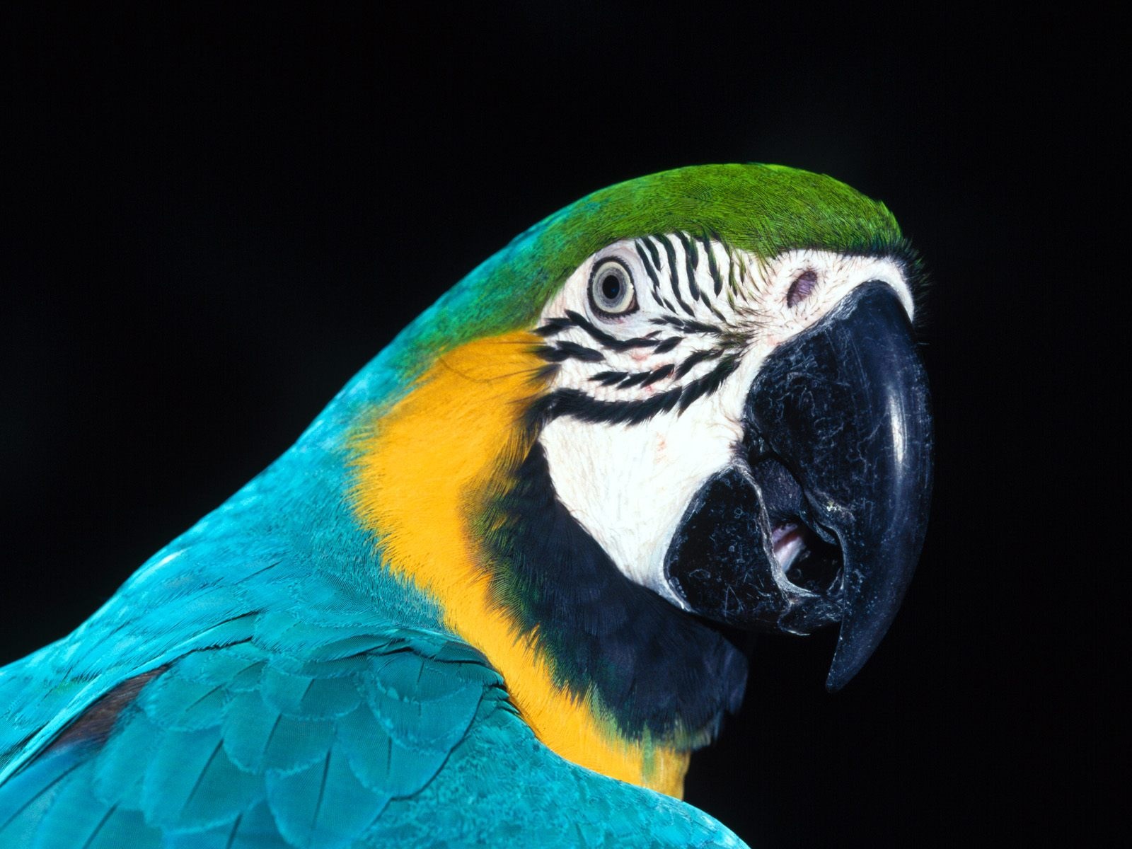 Fondo de pantalla loro atento